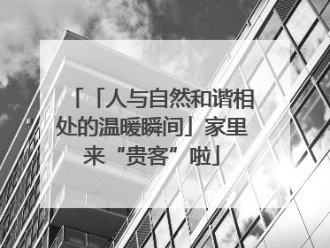 「人与自然和谐相处的温暖瞬间」家里来“贵客”啦