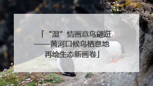 “湿”情画意鸟翩跹——黄河口候鸟栖息地再绘生态新画卷