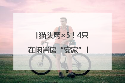 猫头鹰×5！4只在闲置房“安家”