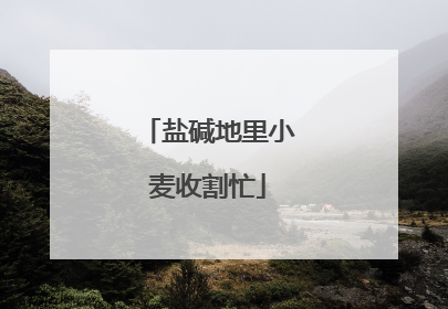 盐碱地里小麦收割忙