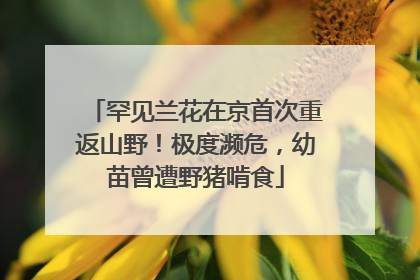 罕见兰花在京首次重返山野！极度濒危，幼苗曾遭野猪啃食