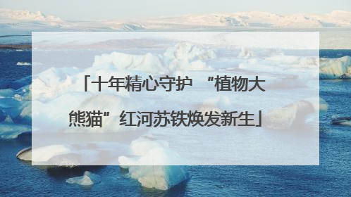 十年精心守护 “植物大熊猫”红河苏铁焕发新生