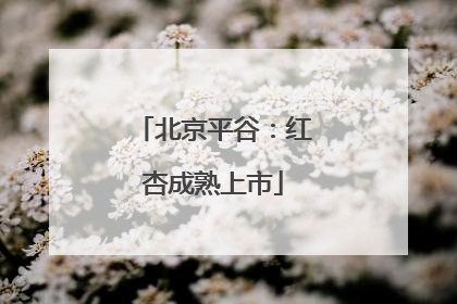 北京平谷：红杏成熟上市