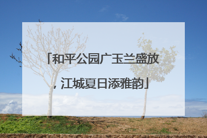 和平公园广玉兰盛放，江城夏日添雅韵