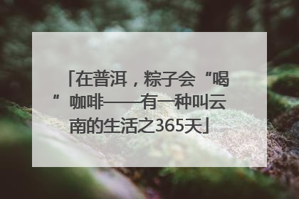 在普洱，粽子会“喝”咖啡——有一种叫云南的生活之365天