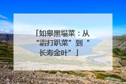 如皋黑塌菜：从“霜打趴菜”到“长寿金叶”
