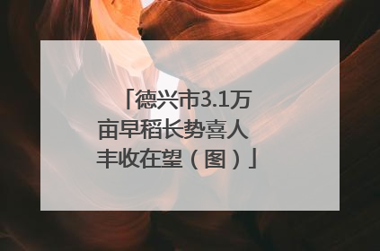 德兴市3.1万亩早稻长势喜人 丰收在望（图）