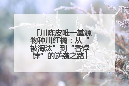川陈皮唯一基源物种川红橘：从“被淘汰”到“香饽饽”的逆袭之路