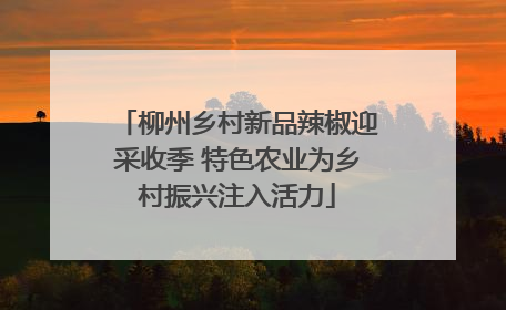 柳州乡村新品辣椒迎采收季 特色农业为乡村振兴注入活力