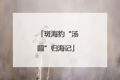 斑海豹“汤圆”归海记
