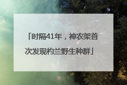 时隔41年，神农架首次发现杓兰野生种群