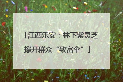 江西乐安：林下紫灵芝撑开群众“致富伞”