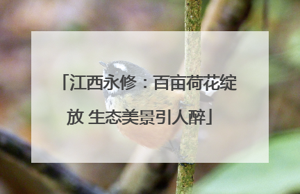 江西永修：百亩荷花绽放 生态美景引人醉