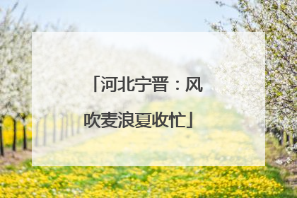 河北宁晋：风吹麦浪夏收忙