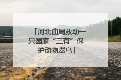 河北曲周救助一只国家“三有”保护动物翠鸟
