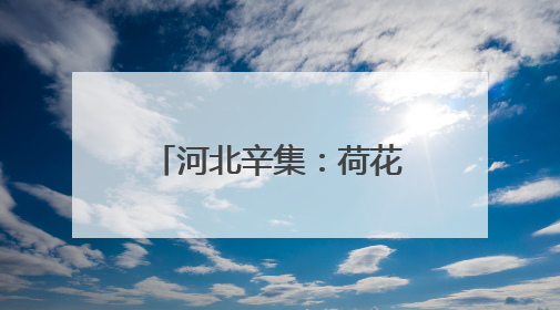 河北辛集：荷花盛开引客来 夏日打卡添新景