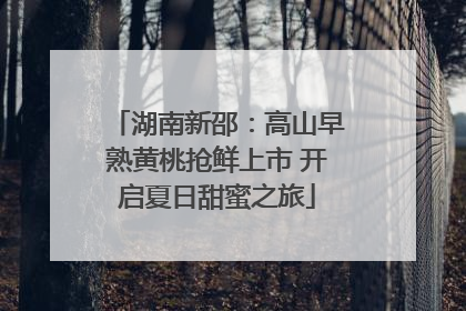 湖南新邵：高山早熟黄桃抢鲜上市 开启夏日甜蜜之旅