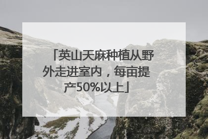 英山天麻种植从野外走进室内，每亩提产50%以上