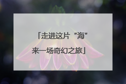 走进这片“海”来一场奇幻之旅