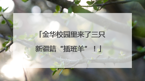 金华校园里来了三只新疆籍“插班羊”！