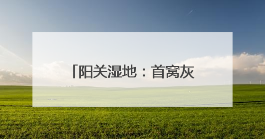 阳关湿地：首窝灰雁“宝宝”出窝了