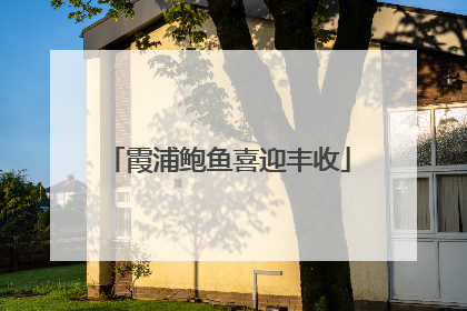 霞浦鲍鱼喜迎丰收