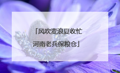 风吹麦浪夏收忙 河南老兵保粮仓