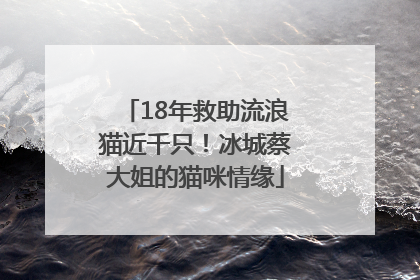 18年救助流浪猫近千只！冰城蔡大姐的猫咪情缘