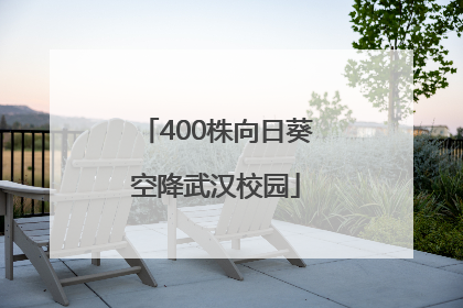 400株向日葵空降武汉校园